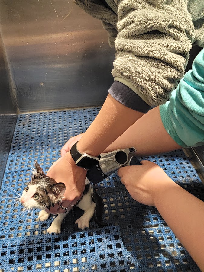 NHREC_CFAAT's tweet image. The Vet Assistant students are hard at work preparing for their iCEV exam. Grooming, identification, and anatomical review are just a few of the concepts students learn to get ready for the workforce. 
#TechnicalSchool #HamptonRoads #AdultEducation #WeAreNewHorizons