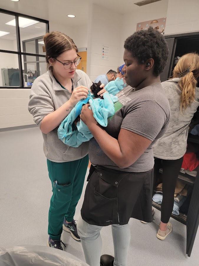 NHREC_CFAAT's tweet image. The Vet Assistant students are hard at work preparing for their iCEV exam. Grooming, identification, and anatomical review are just a few of the concepts students learn to get ready for the workforce. 
#TechnicalSchool #HamptonRoads #AdultEducation #WeAreNewHorizons