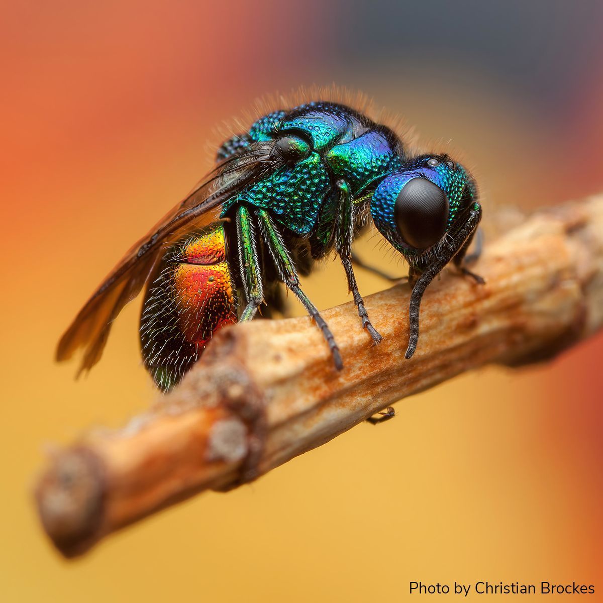 EntsocAmerica's tweet image. Arthropod Photo of the Week: January 17, 2024
Ruby-tailed cuckoo wasp
Chrysis ignita
Hymenoptera: Chrysididae
By Christian Brockes (@wildmacro1), North Rhine-Westfalia, Germany 
#arthropodPOTW