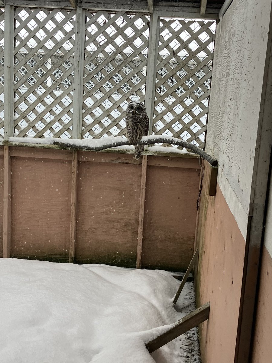 Snow day at OWL. Some birds, like this Barred owl, don’t mind the snow and sit out in the open. 

#OWLrehab #RescueRehabRelease #WildlifeRehabilitation #RaptorRehabilitation