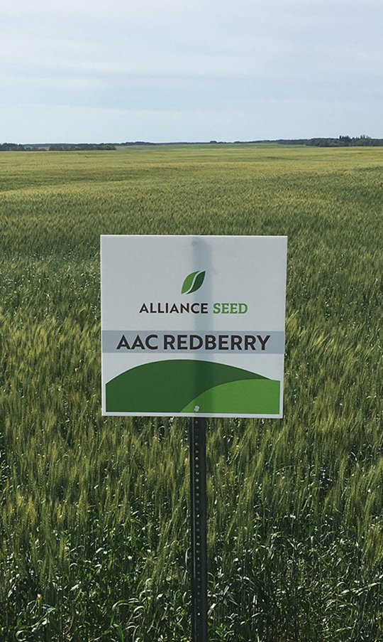 AllianceSeed's tweet photo. With premium harvest quality and its beautiful red berries, AAC Redberry remains one of the best options for CWRS varieties. #EverySeedStartsAStory #AACRedberry https://t.co/f8v2yWsqC6