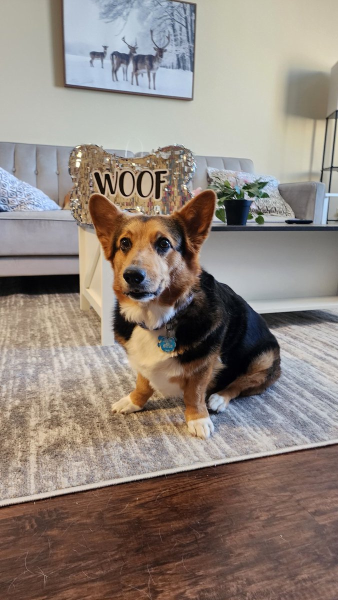 CoopsMcCorgi's tweet photo. 🎉Today is Cooper's 10th birthday!!!🎉 Please send him some birthday love to help us celebrate! https://t.co/joARWUJ4id