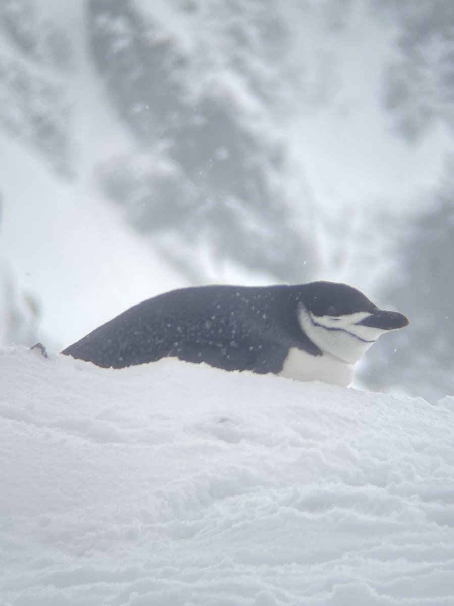 Yueyi Che tweet media