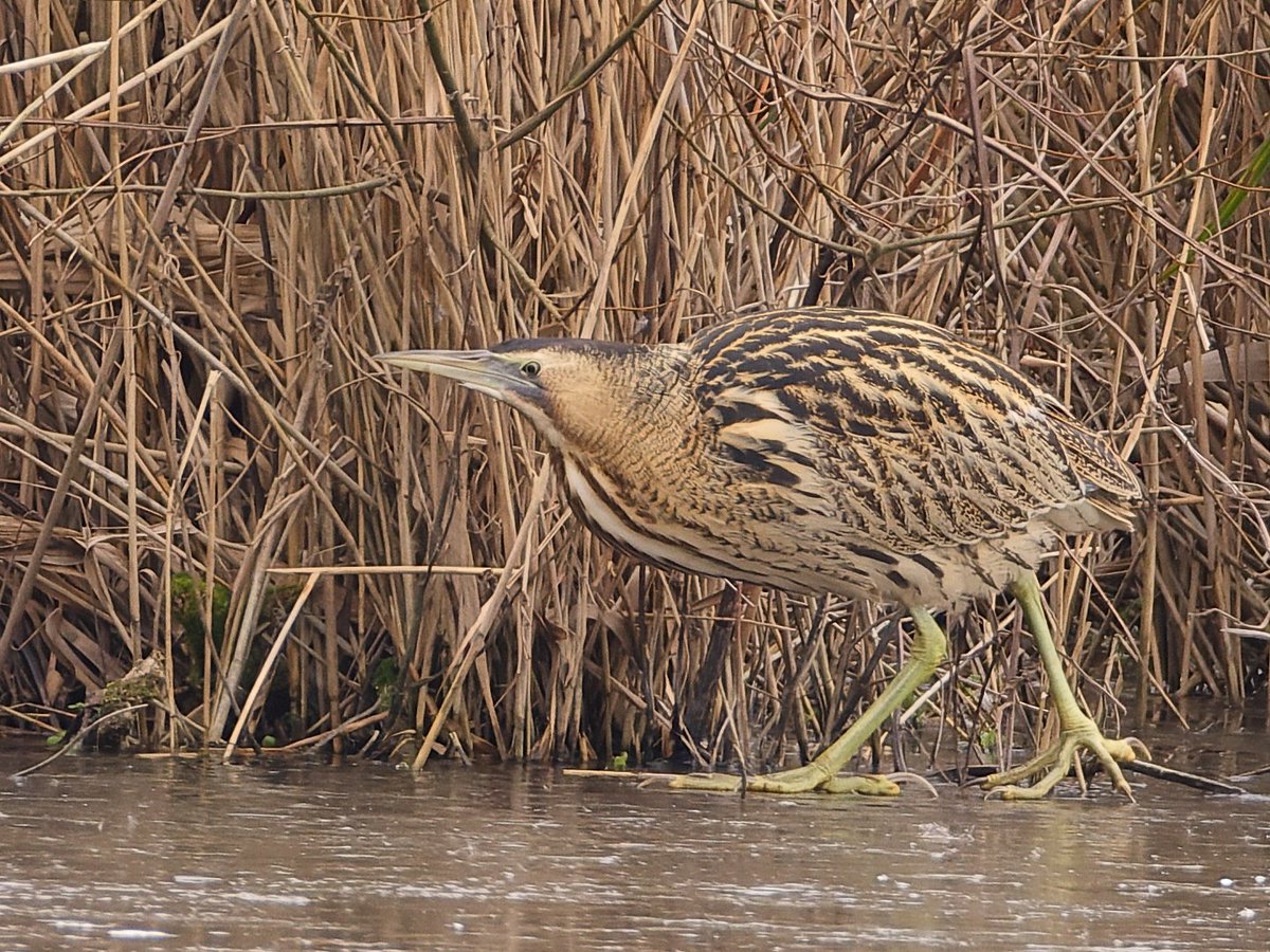 A few more photos of today's bittern at @WWTArundel