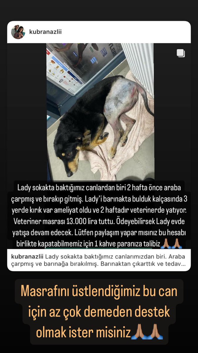 KbraNazl's tweet photo. Masrafını üstlendiğim bu güzel kız için 1 kahve paranızı paylaşmak ister misiniz 🙏🏽🙏🏽🙏🏽🙏🏽 Paylaşım desteği vermenizi rica ediyorum. @haluklevent @omurgedik @danlabilic #destek #Sokakhayvanlarisahipsizdeğil https://t.co/w5OwyLFV3K