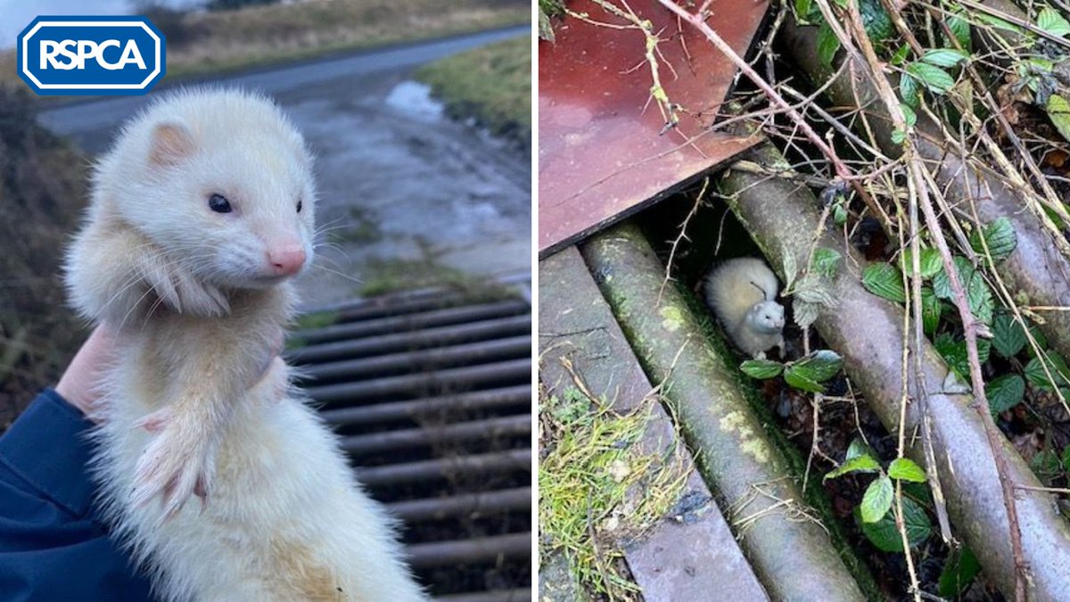 A walker spotted a stray ferret under a cattle grid in #BishopAuckland on 30th December. 

She is currently in foster care while we continue to search for her owner 💙

Please RT to help us get Mimi home! 🔁

Support our frontline teams and #JoinTheRescue: bit.ly/4792BOb