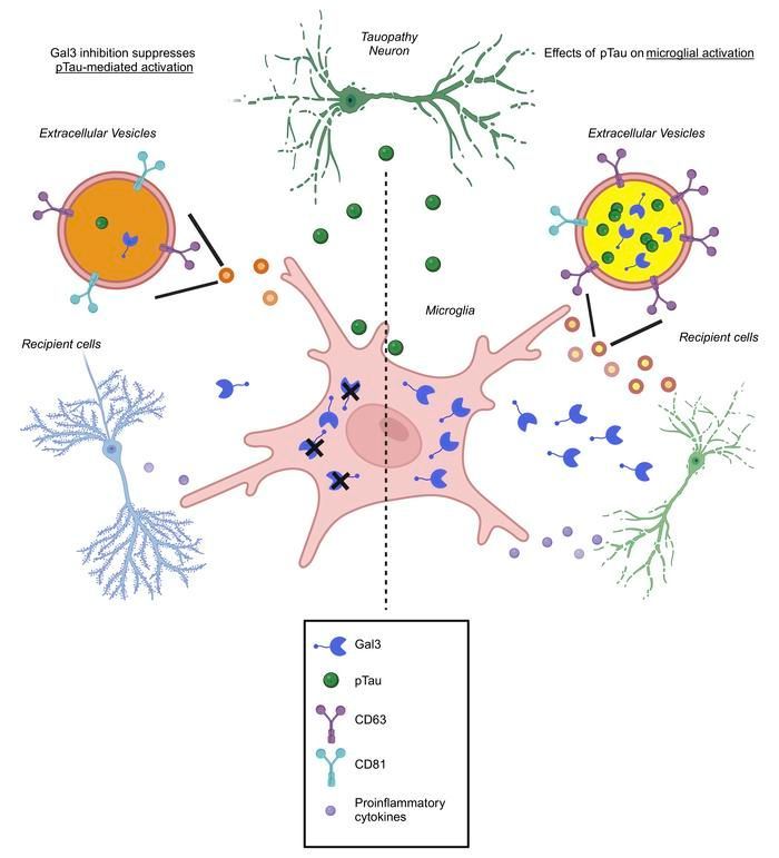 AuthorsTake: Microglial activation and tau transmission aggravated by Galectin-3 in tauopathy: buff.ly/41ZcBrI Yijuang Chern & Jian Jing Siew discuss the novel role of Gal3 in extracellular vesicles regulation, pathogenic tau fibrillation promotion & microglial activation