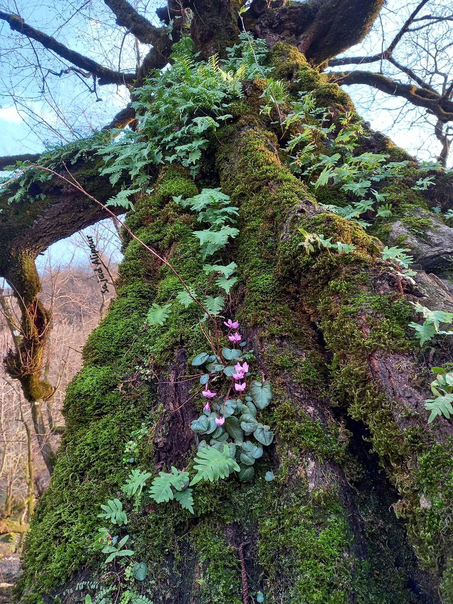 Pic Of The Day 
Cyclamen elegans,  Iran