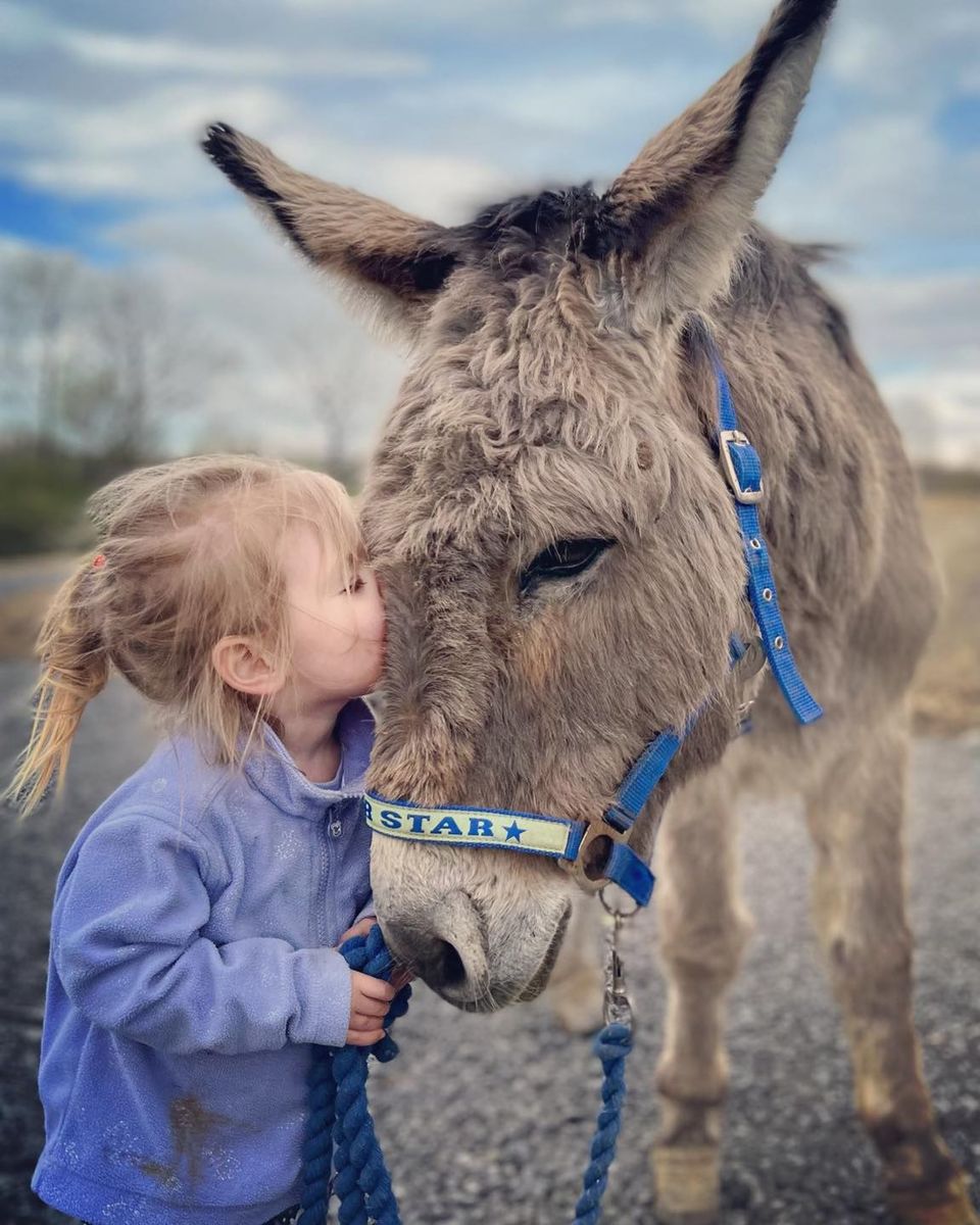 VERY URGENT, PLEASE RETWEET WHEREVER YOU ARE TO HELP FIND WINSTON, A 20 YEAR OLD DONKEY STOLEN FROM HIS FIELD WEEKEND OF 9 DECEMBER #TALIARIS #LLANDEILO #CARMARTHENSHIRE #WALES #UK His elderly companion is broken hearted without him and may not be able to cope without his life…