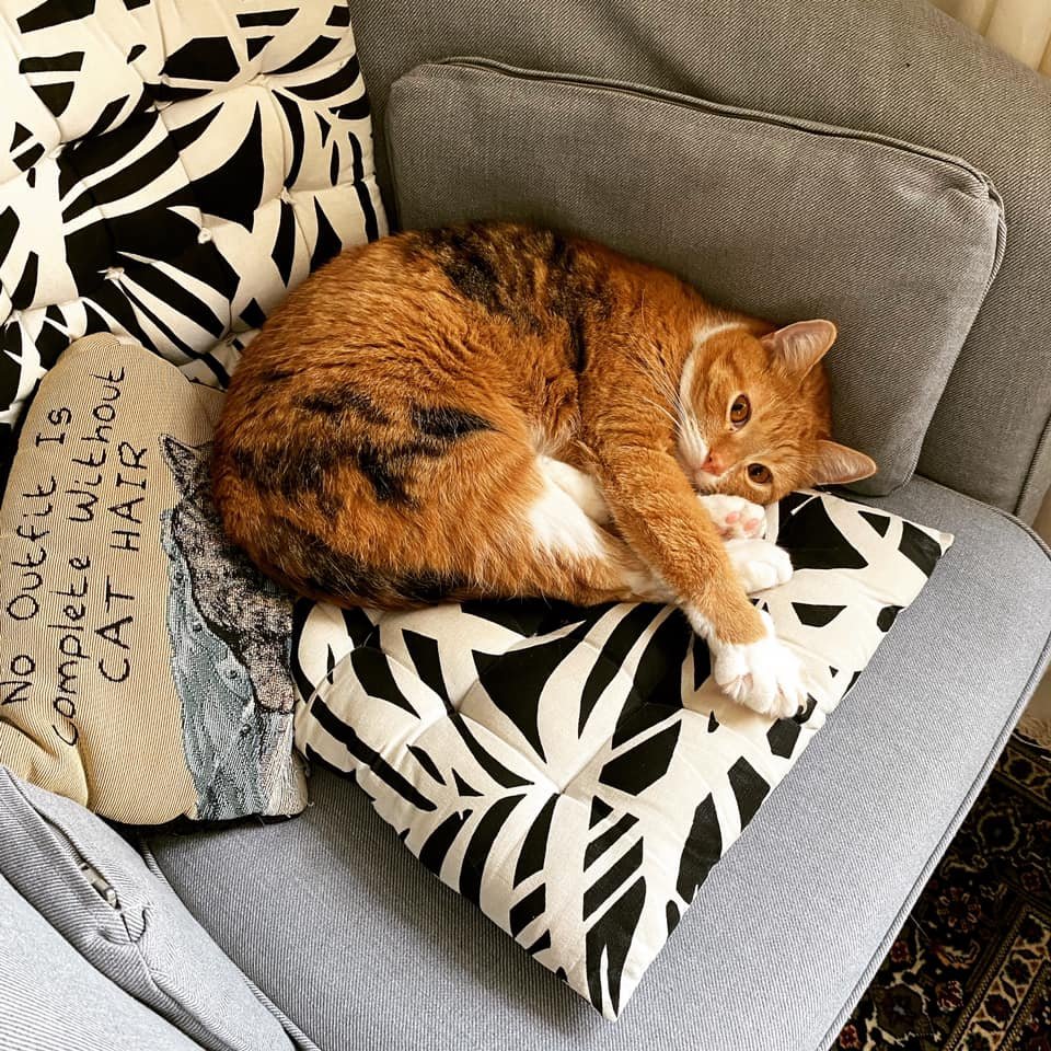 florecitu's tweet photo. "Una calico más"

No, resulta que es uno de los gatex más raros: el calico macho.

Dale RT al calico macho para que tengas mucha fortuna en este 2024 y que puedas comprar croquetita buena y arena de la cara. https://t.co/NrdF27tfwu