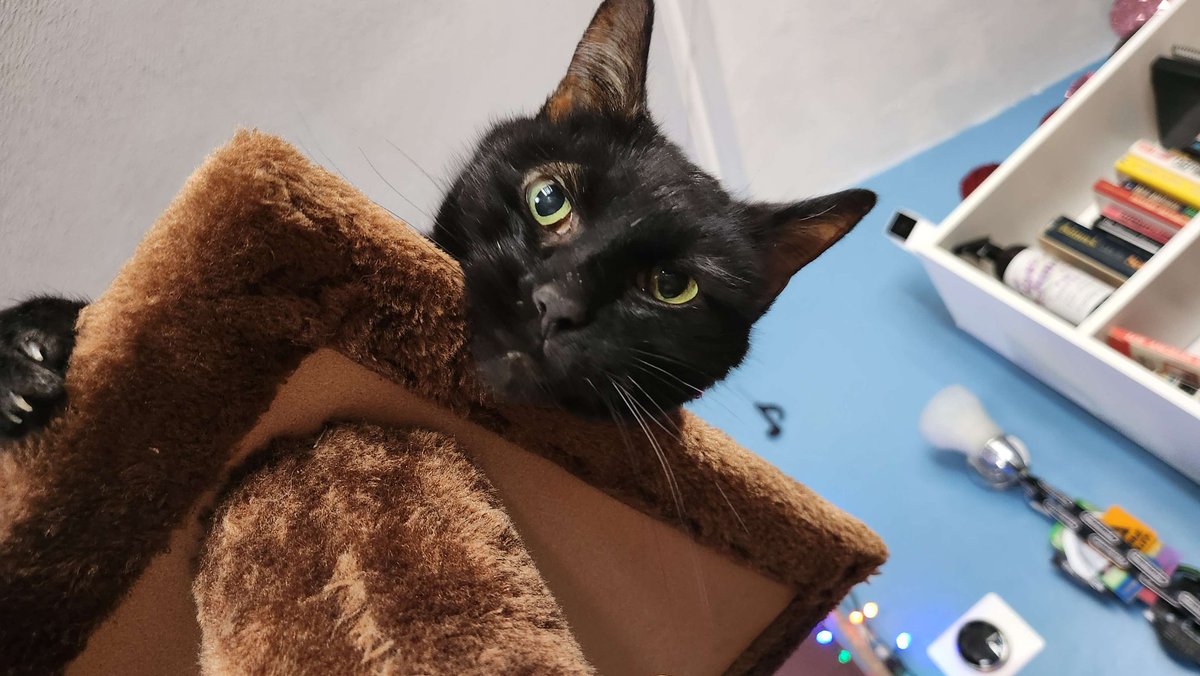 thehackercats's tweet photo. Gimpy, 10, hopped across the rainbow bridge on Wednesday, January 17, 2024, in the arms of her loving adoptive mother. Gimpy enjoyed snuggles in bed, cuddling with family and friends, and demanding treats. https://t.co/GT6tlGN1FE