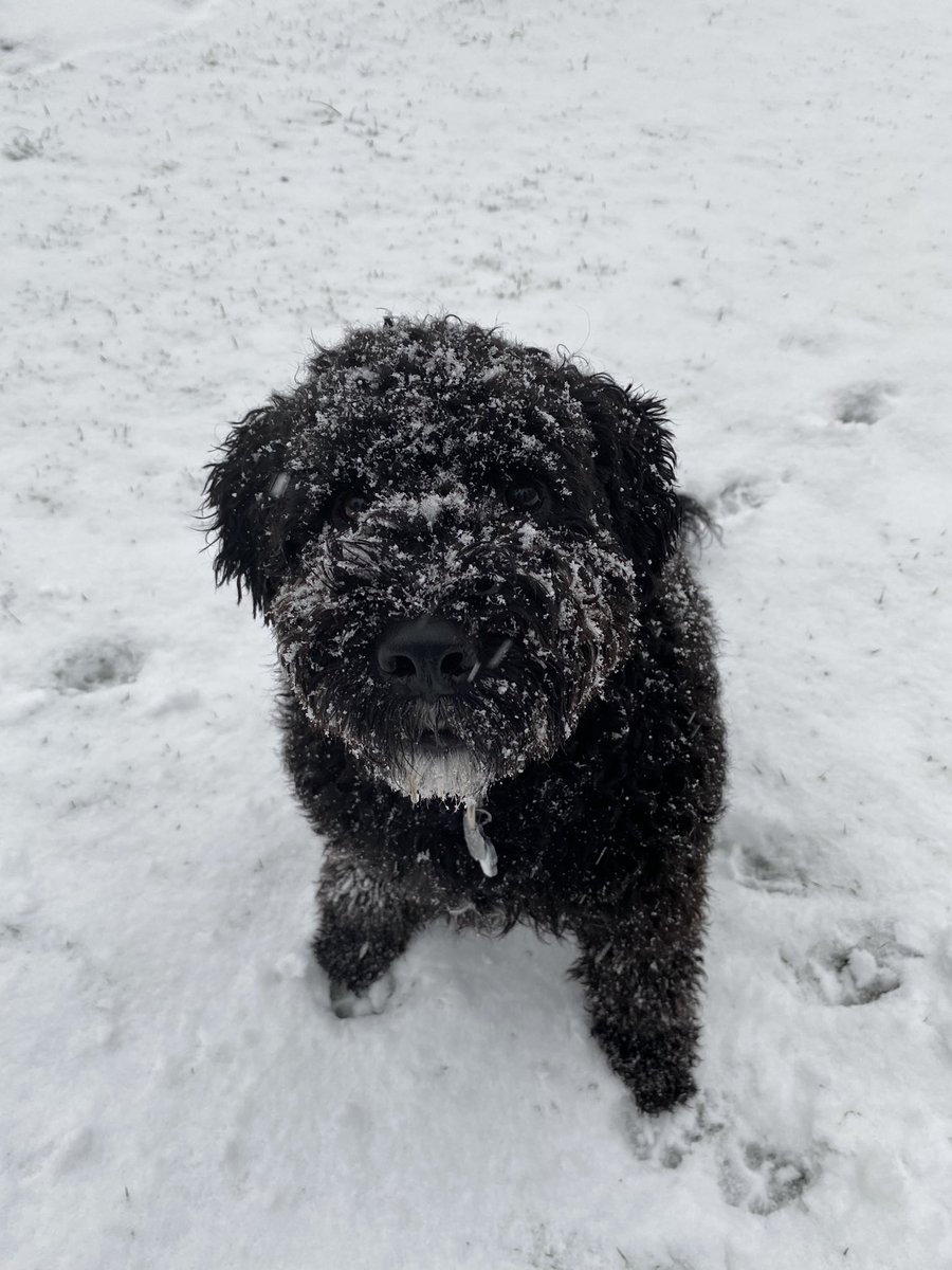 kathelburt's tweet photo. Zoomies!! Nuf said. 🐾❄️
#DogsOfX #BaileyBoy #Snow #yyj https://t.co/SzGaw8YtcI