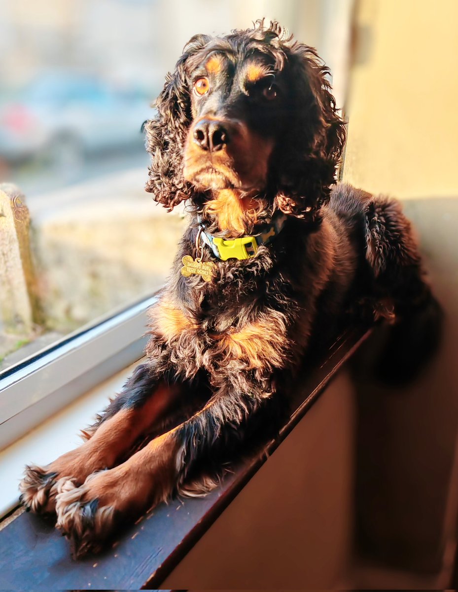 mojomarconi's tweet photo. Pals mum sez I is a pawjus boy.  I do has some good poses.  She sez I is catalogue poser doggy 🤣🤩 #dogsoftwitter #dogsofx #dogsarefamily #dogsarelove #dogsarelife #ilovemydog #cockerspaniels #spaniels #modeldog #models https://t.co/HjsfgFoCmJ