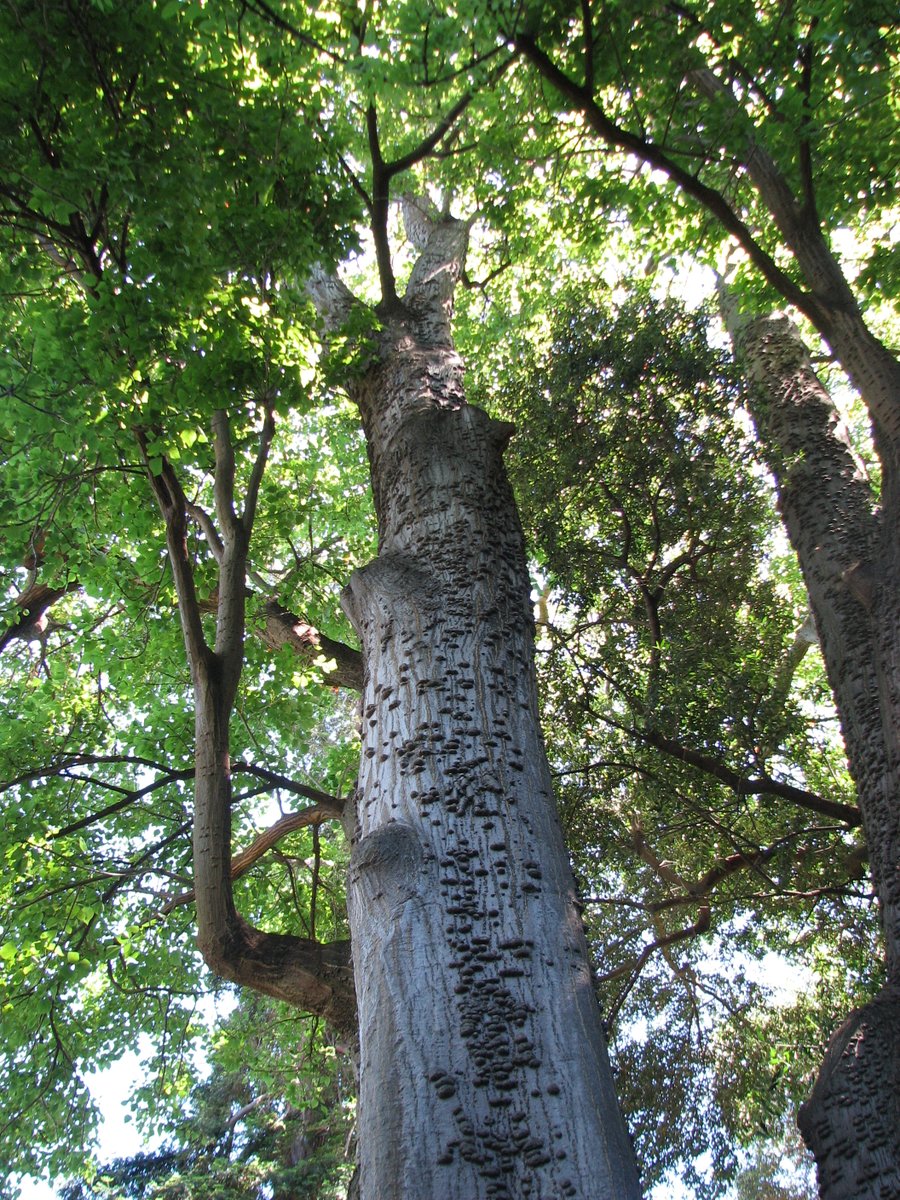 StuartWilliams_'s tweet photo. Erythrina caffra, a deciduous tree from South Africa. This large tree at Burley Gardens, photographed in November 2008, was on the National Trust Significant Tree Register but succumbed to dieback and was removed in October 2015.
#TrustTrees #Erythrina #Fabaceae https://t.co/LVQeDq0xN4