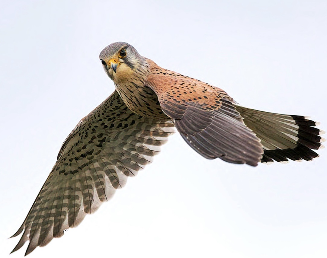 We’ve been lucky to work with Peter Lau across RSPB nature reserves in England to make the outdoors more accessible and connect people with the physical and mental health benefits of nature. Here's one of Peter's great Kestrel shots from @RSPBAireValley #Winterwatch