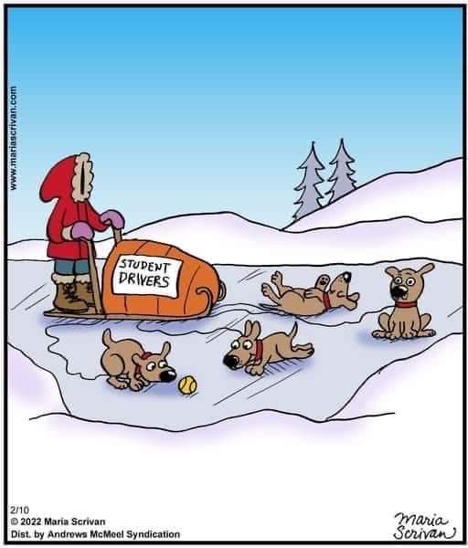 Neilfan12's tweet image. 🛷🐕 #Eskimo #Puppies #StudentDriver 🐕🛷