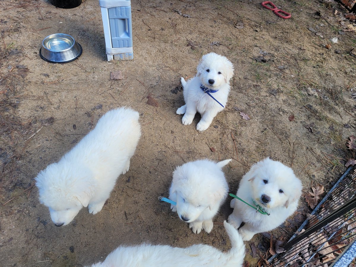 BarnByre's tweet photo. We have 4 males and 1 female available from this year's litter.  Their dad saved our farm.  #MaremmaSheepdog https://t.co/Ov39tTOOk0