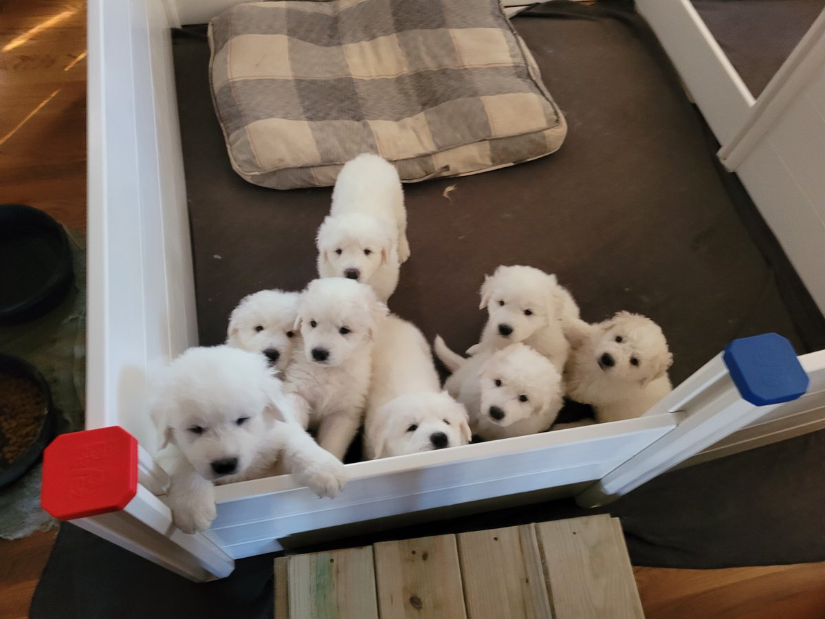 BarnByre's tweet photo. We have 4 males and 1 female available from this year's litter.  Their dad saved our farm.  #MaremmaSheepdog https://t.co/Ov39tTOOk0