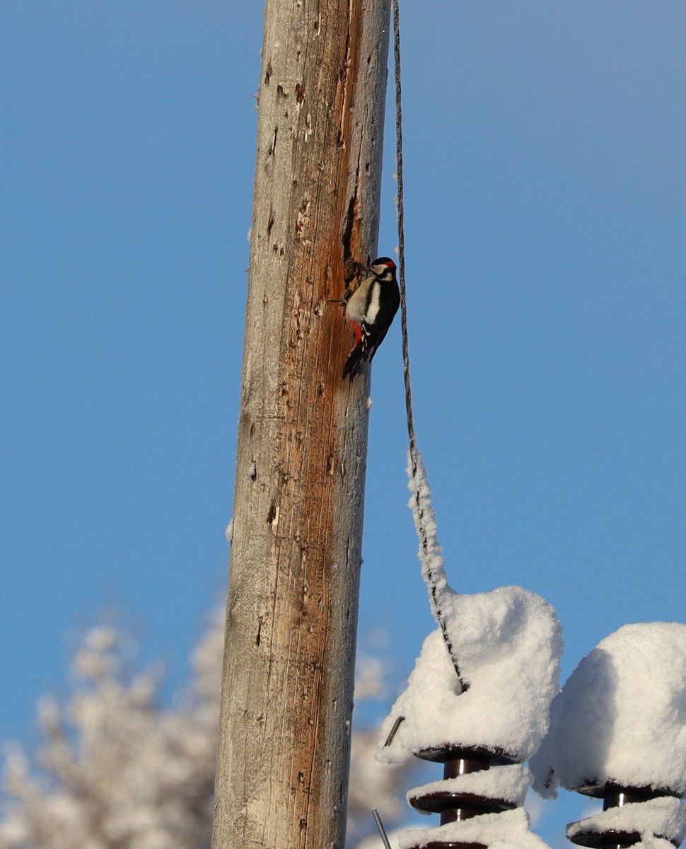 #greatspottedwoodpecker preferring the #electricity pole on this freezing day .... #Winterwatch2024 #BigGardenBirdWatch2024 #glenmoriston #Highlands @Natures_Voice @RSPBScotland @ChrisGPackham @MeganMcCubbin @8outof10bats