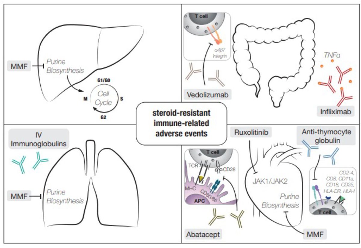 New #JITC position article and guidelines: Corticosteroid-resistant immune-related adverse events: a systematic review bit.ly/3u0egRp @LImmunotherapy @AlfredZippelius @cappelliMD @DrJNaidoo