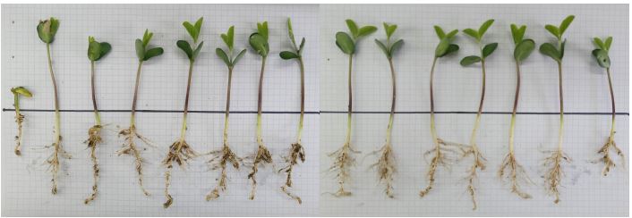 Continuamos con las evaluaciones de bioestimulantes en tratamientos de semilla en macetas de plantas de Soja en laboratorio.
Sembramos semilla tratada con un producto comercial junto a los principales inoculantes presentes en el mercado con Brady, Tricho y Azos.