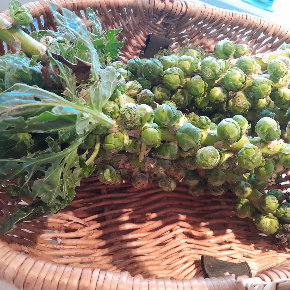 Not quite so cold today, so managed to pick some sprouts from the garden