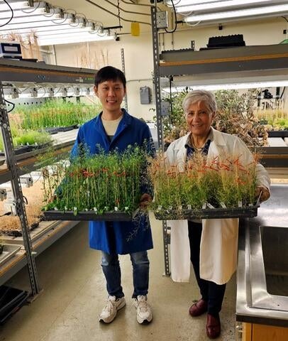 Keys to aging hidden in the leaves | news.ucr.edu/articles/2024/… #UCRscience #aging #plants #organelle #golgi #biochemistry #botany #ucr #ucriverside