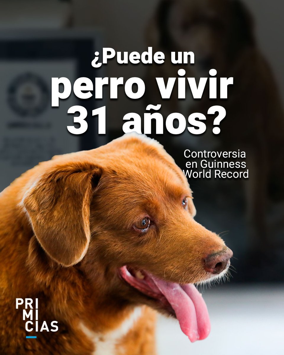 Primicias's tweet photo. El Récord Guinness al perro más longevo de la historia lo tenía 'Bobi', que murió en 2023. Ahora se le suspendió el título. ¿Qué pasó? https://t.co/8a3H8ry1Wd https://t.co/0izsCCF5bn