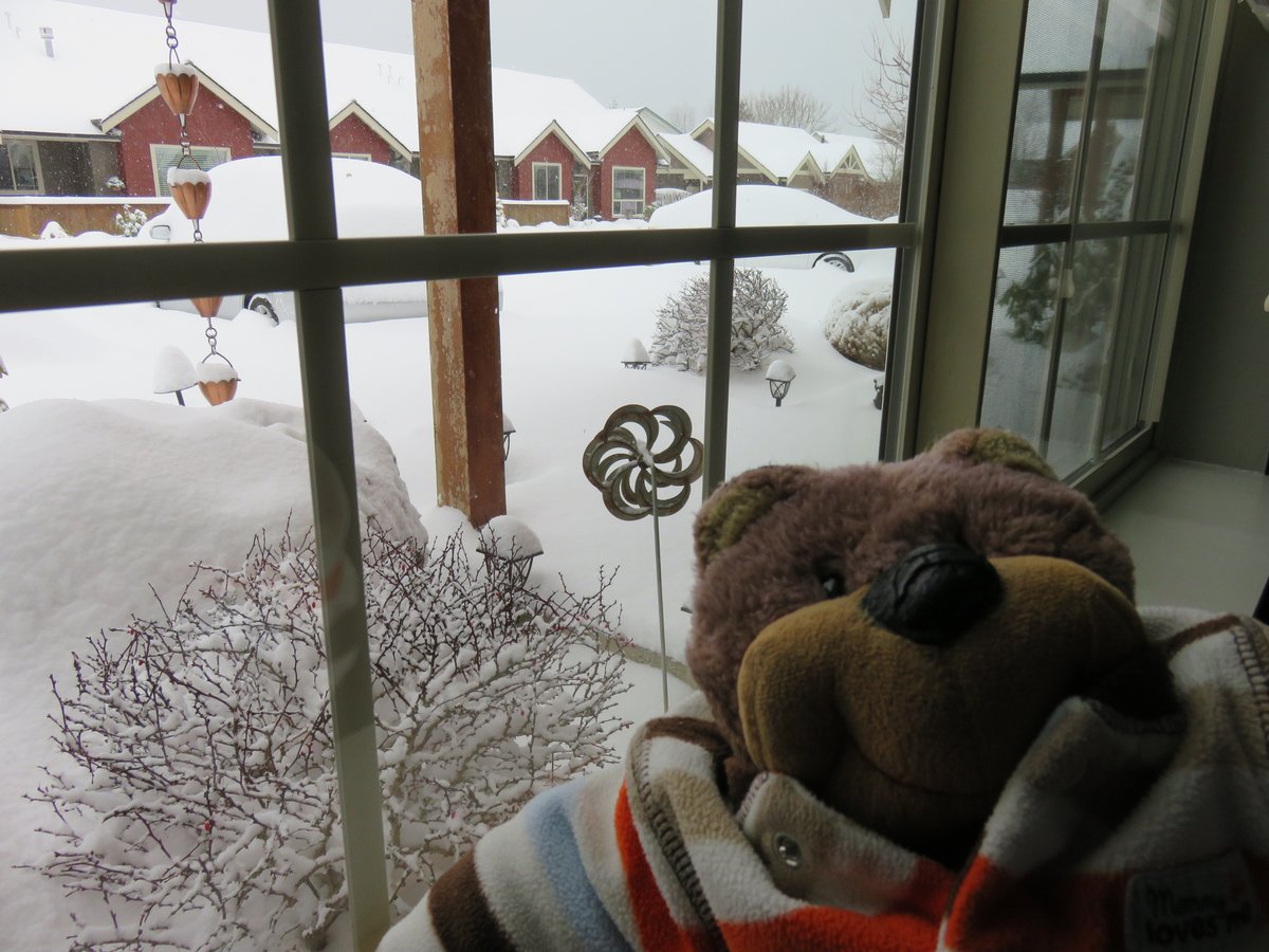 i say no no no!
#snow #celebrityauthorbear
teddytedaloo.com