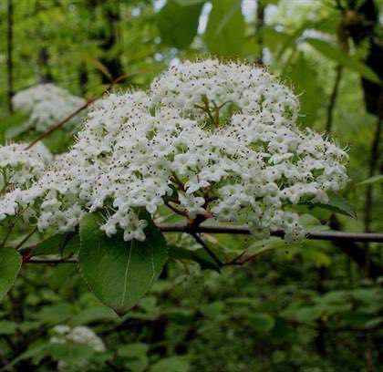 Franklin SWCD tweet media