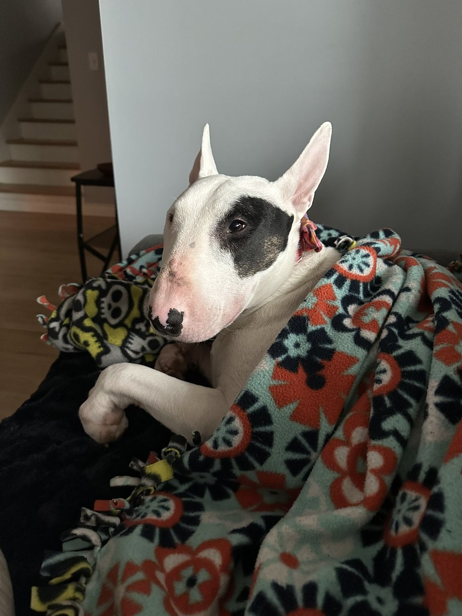 ZeroIsaGoodBoy's tweet photo. Cozy on the couch waiting for the ice to melt. That's pure ice on the sidewalk, no fun to walk on! https://t.co/XBhtuk8k9B