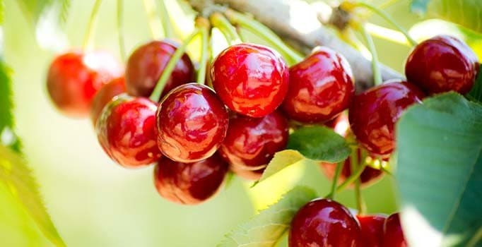 Maya_Plus29's tweet photo. My car is in cherry condition. 내차 잘 나가.
You can't let her cherry pick. 그녀가 아무거나 고르게 하면 안되지.
That's the cherry on top. 이거 금상첨화네. https://t.co/y0JJzpmq1S