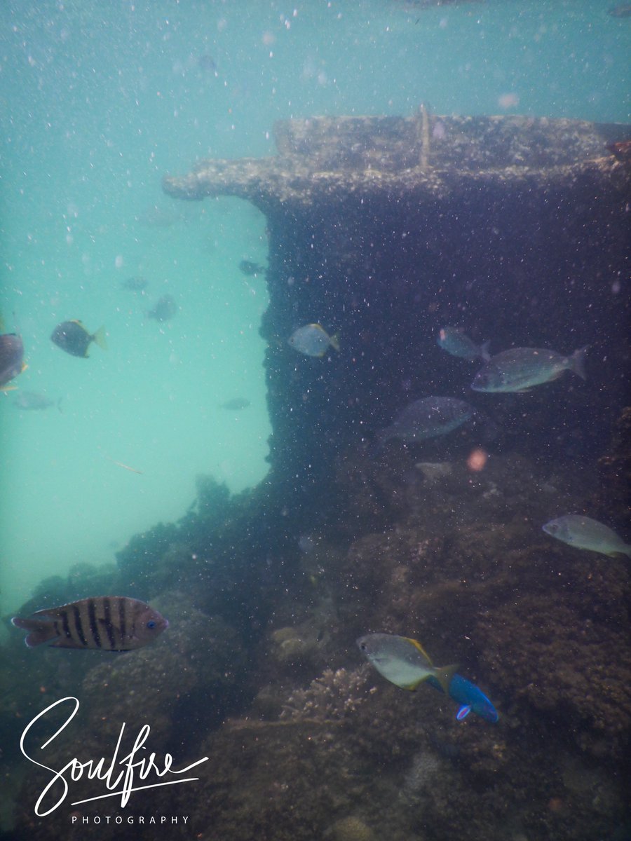 Talyeni1's tweet photo. Snorkeling the wrecks at @Tangalooma yesterday.
Thanks to the watersports crew for great time!
#fishies #tangalooma https://t.co/kcHsyB4h8G