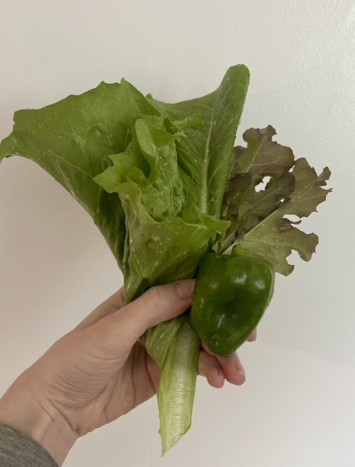 The California winter garden spoils are starting to come in 😌 I&rsquo;ll be eating lots of fresh salads the