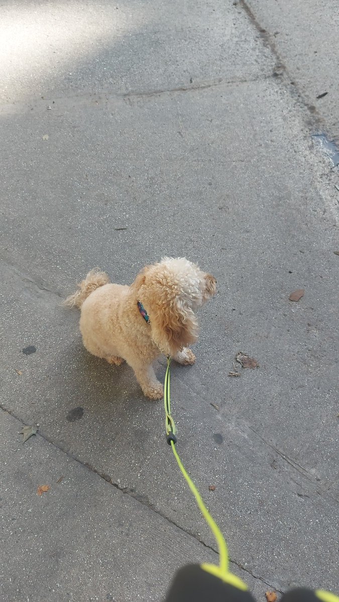 serrano_nadya's tweet photo. Paseando con ella 🐩🥰
#layca https://t.co/pBtCSuD0xk