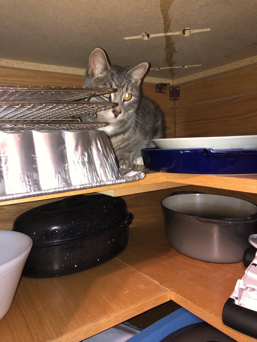 LucyNeatby's tweet photo. A few furry and feathered friends (fiends in the case of the second picture). We lost Max last night. Looked everywhere, both in and out. A feint miowing emanated from the corner cupboard in the kitchen. Cat found! #runnerducks #whitetaildeer #catsofinstagram https://t.co/nWjI8IJTU6