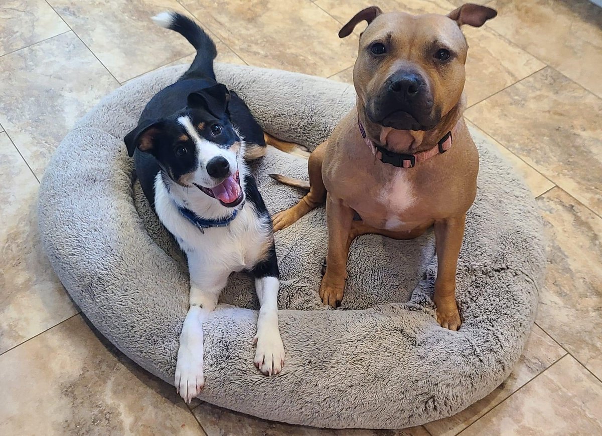 Columbia2Chance's tweet photo. Tora (right)  was recently returned to us and really shut down due to stress and too much change. For days she would not come out of her kennel or interact much at all.
Her foster brother Waldo is trying REALLY hard to get her to play. He thinks it's working. She's not sure. https://t.co/alsWZPzmcl