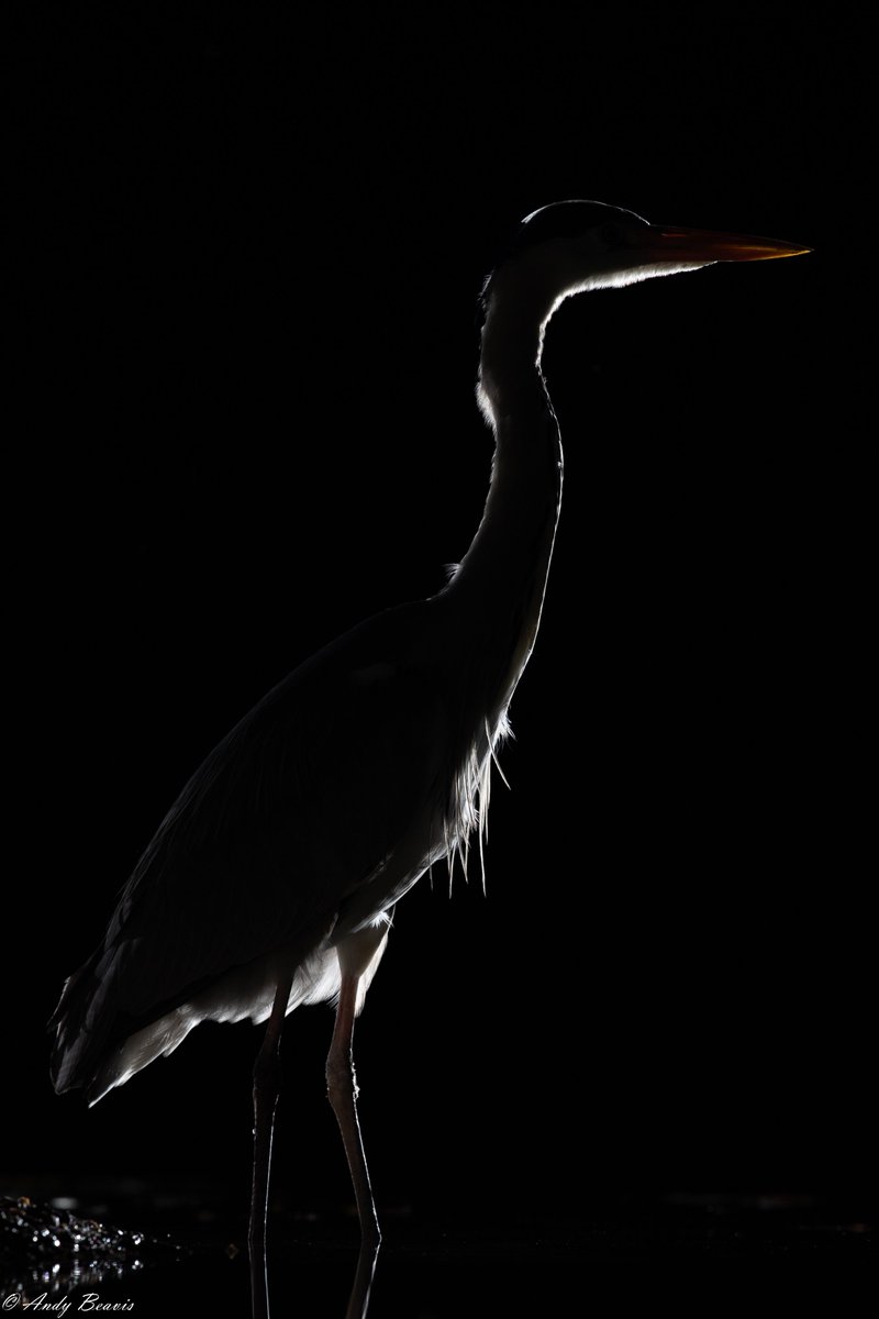 #Heron from the nocturnal hide shoot  #WildlifePhotographyHides at Bourne #wildlifephotos #flashphotography #UKwildlife