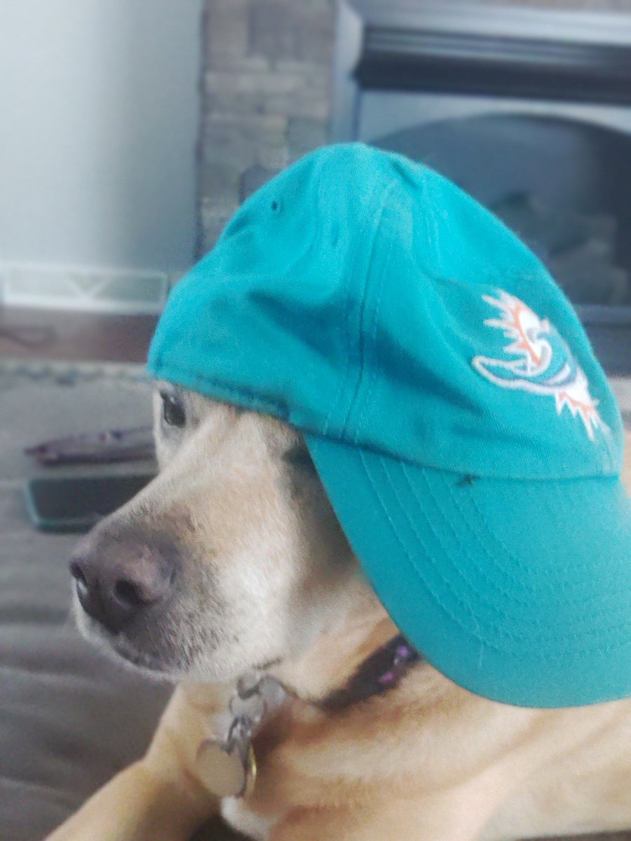 MiamiFinatic's tweet image. @ian693 My baby girl having surgery tomorrow. All prayers welcome! #Phinsup