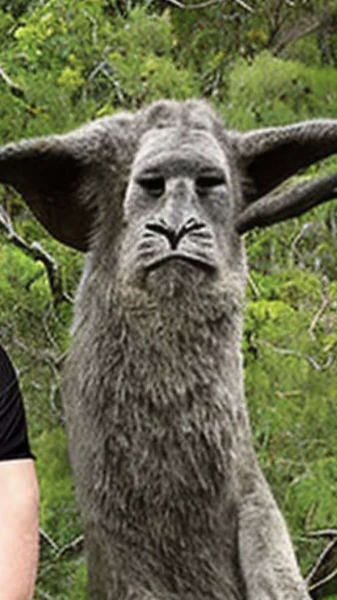 WHylics's tweet photo. @SandStoneArtis1 Ah, fellow gormless animal https://t.co/QjdDzNdCeS