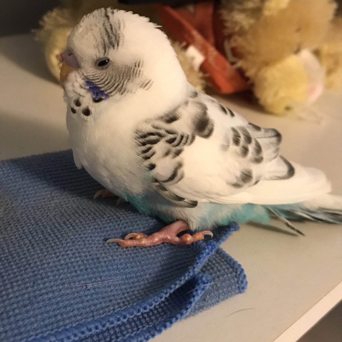 amythinksdeep's tweet image. Death to me is not significant. It is simply putting to rest the physical nature of who we are. The dying process shows us how we are to be mindful of *something else* continuing. We recognize the loss of something. 
Rest In Peace, Ty. You are free!