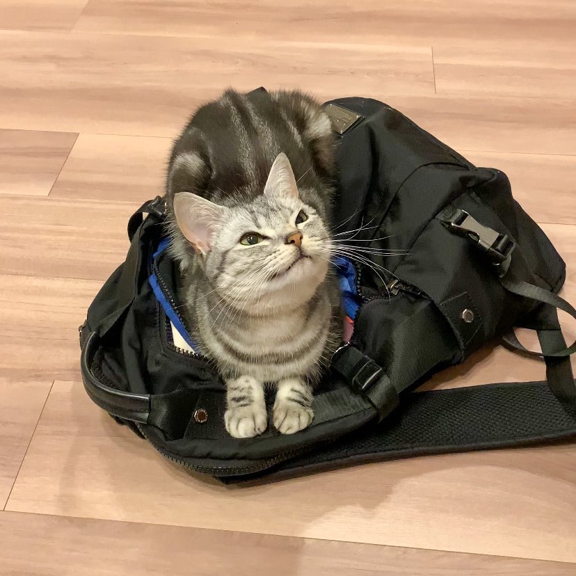これは猫ハラの一種、お出かけ妨害して満足気なねこ