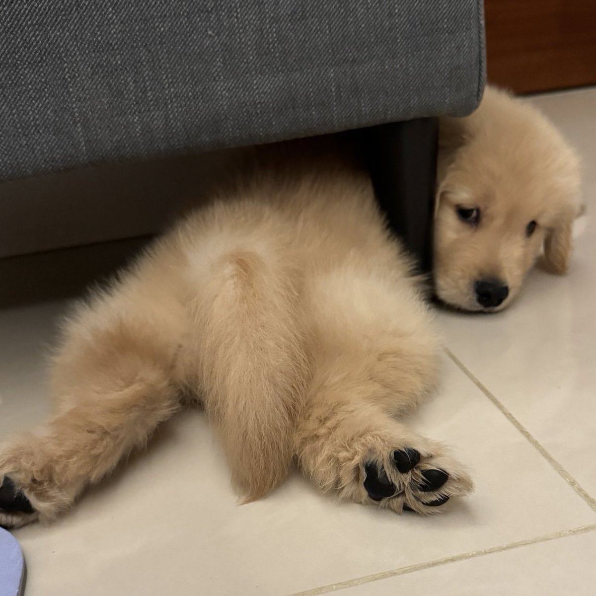 ม๋าก้มีไว้เฝ้าบ้านอยุ่แล้วนิ๊ ป่อยเค้าไว้ตงนี้เห้อะ