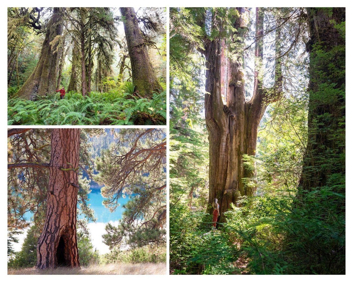 🚨ACTION ALERT! Have your say on <a href="/bcndp/">BC NDP</a>'s draft #BiodiversityAndEcosystemHealthFramework, which is open for official input until Jan. 31!

SPEAK UP here! ↓
ancientforestalliance.org/take-action-fo…