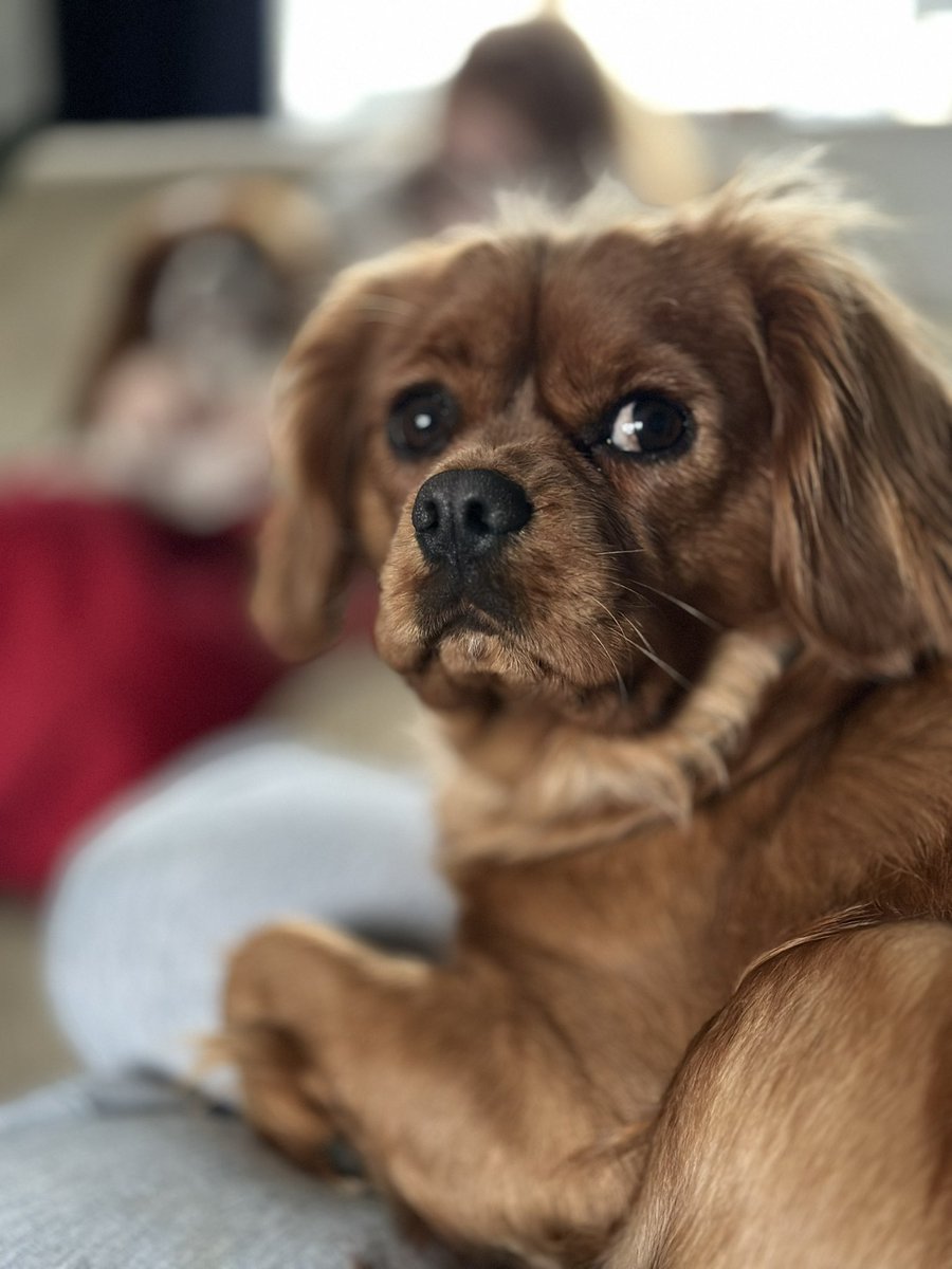 Henlo… me seeing lots of people and furends habings not a good time recently. Things can only get better, usually with the aid of treatos or a good walkies in the fresh air.     So me is sending lubs to everyone in twitters land. Dems is my words of hadvice.