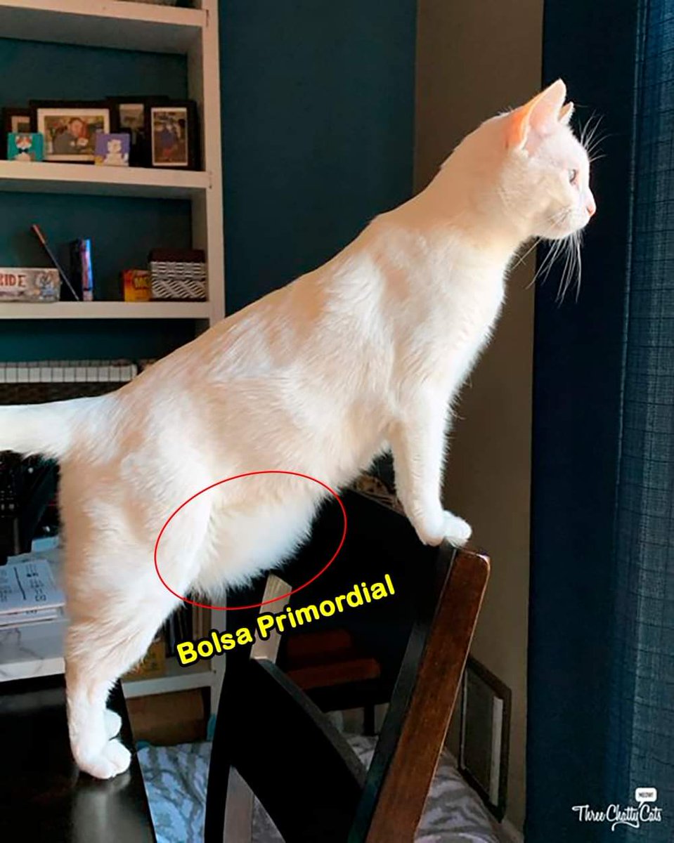 ¿Qué cuelga de la barriguita de mi gato?

Hay personas que piensan que esta flacidez se puede deber a un sobrepeso en el felino, pero nada más lejos de la realidad. Se trata de la bolsa primordial, y es algo habitual en algunas razas de gato.

La bolsa o saco primordial suele