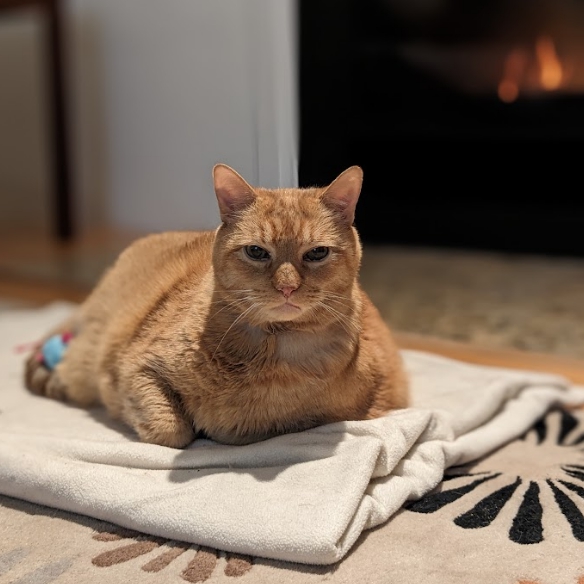 othermachines's tweet photo. What to do about the weather but get maximum cozy https://t.co/hjBwzcDXEz