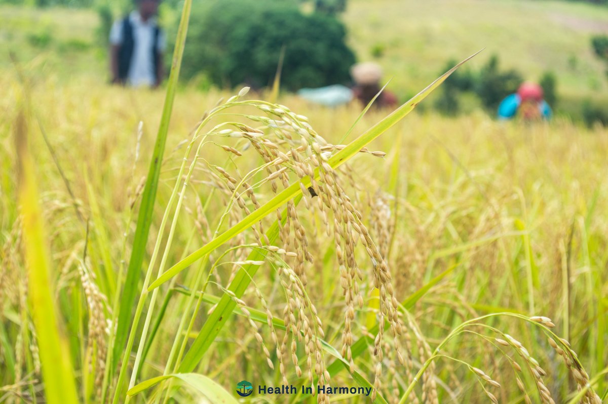 Images from Marodia, Madagascar, taken last week. Communities working alongside Health In Harmony share the good news of a successful rice harvest. Thanks in part to new planting techniques taught at the HIH partnered agricultural field school! #positivenews #agriculture