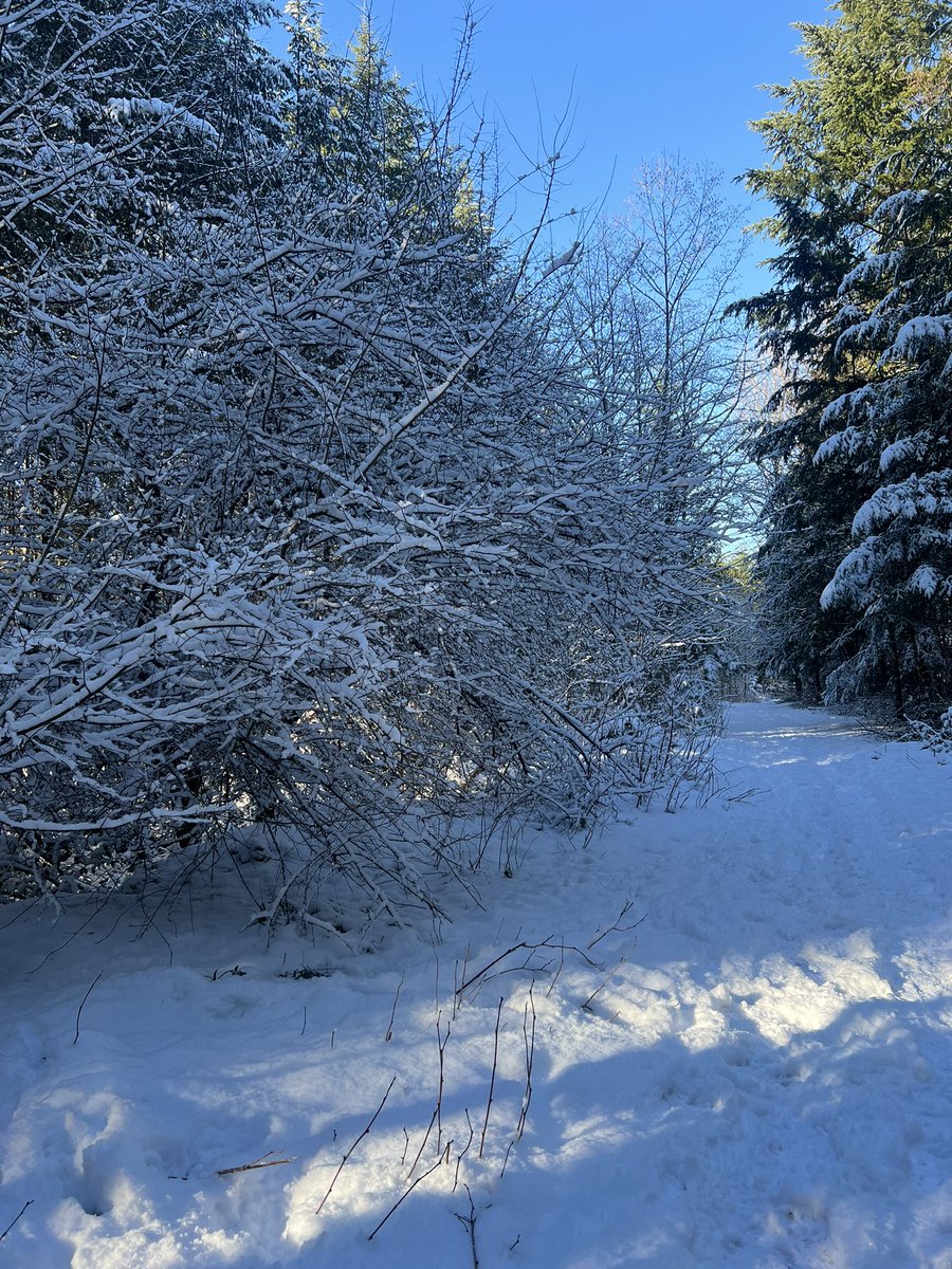 Afternoon run #BritishColumbia #snow #VancouverIsland #BeautifulDestination