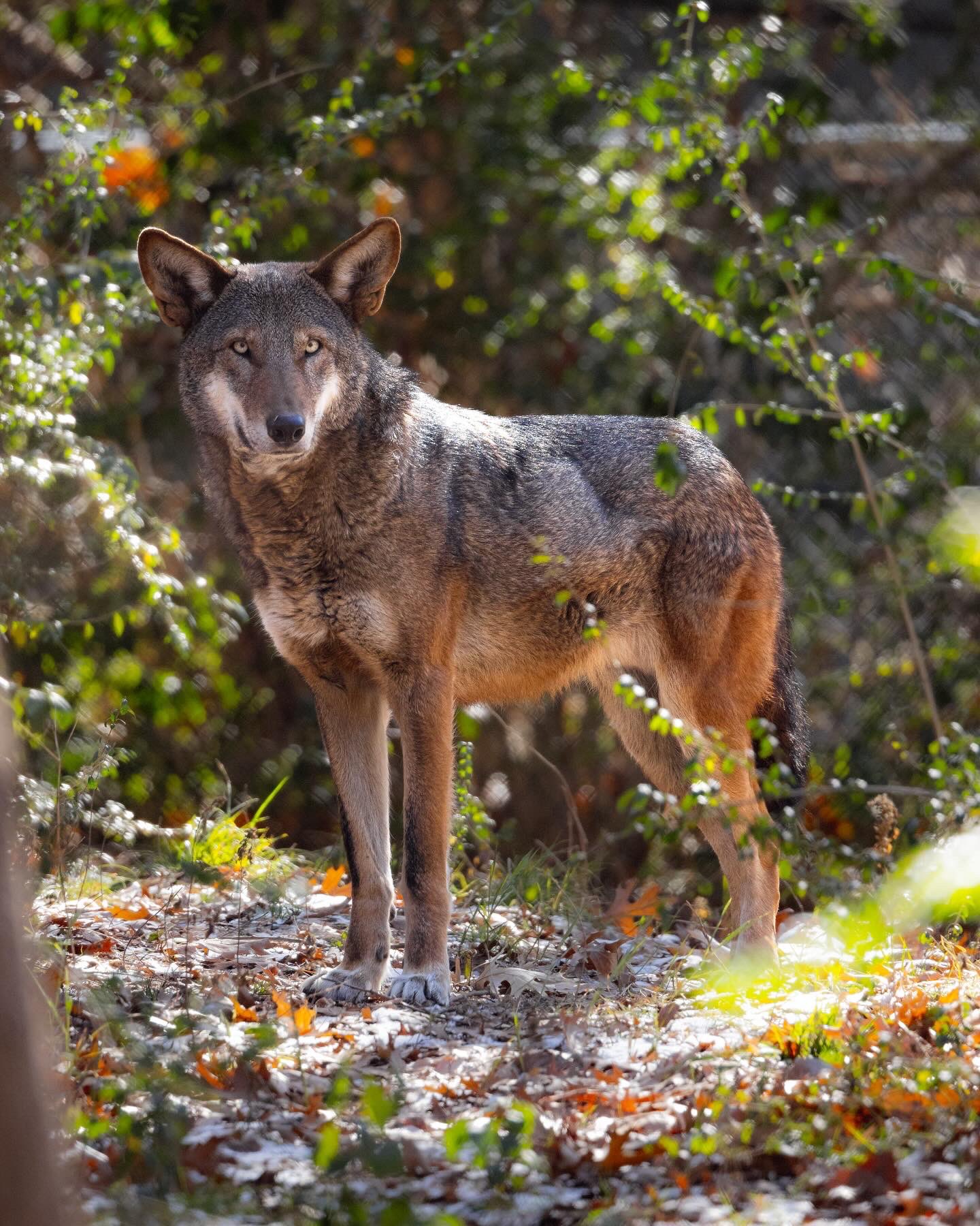 European Red Wolves Red Wolf Beautiful Exciting News: Red Wolf Cams Are Down, But For A